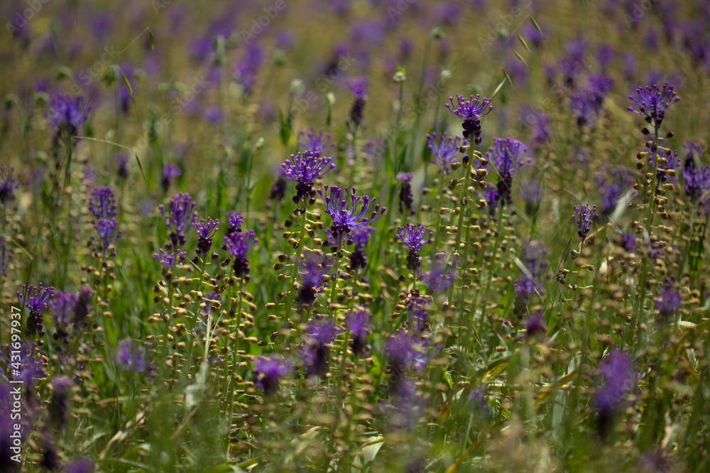 Naklejka premium Flora of Gran Canaria - Leopoldia comosa, tassel hyacinth natural macro floral background