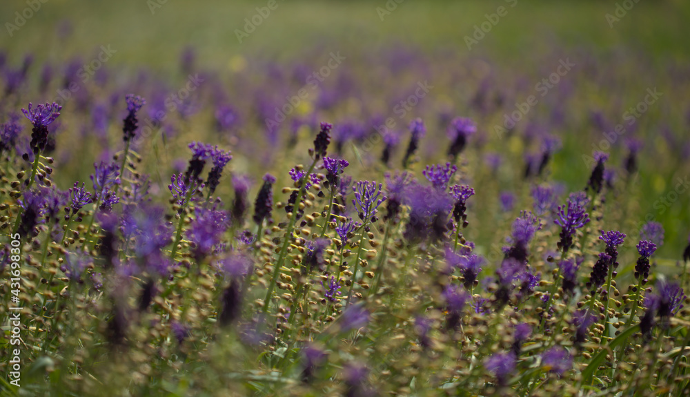 Fototapeta premium Flora of Gran Canaria - Leopoldia comosa, tassel hyacinth natural macro floral background 