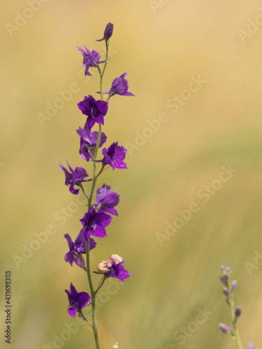 Beautiful violet flower in a wheat field in the summer, Dobrogea, Romania