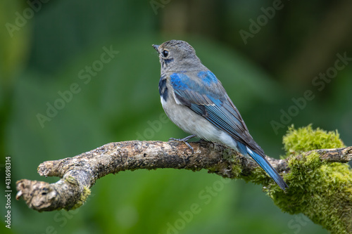 Juvenile Blue-and-white Flycatcher, Japanese Flycatcher male blue and white color perched on a tree © alenthien