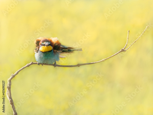 Beautiful colorful bird sitting on a twig, European Bee-eater, Merops apiaster, Dobrogea, Romania