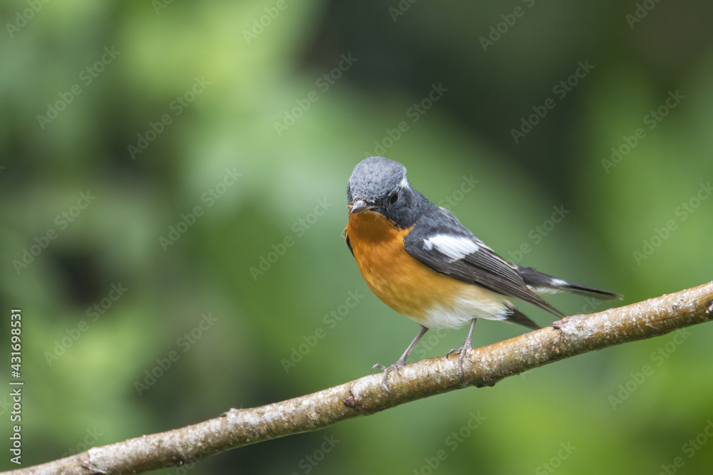 A Migration bird (Mugimaki Flycatcher) on the branch found in Sabah Borneo A Migration bird (Mugimaki Flycatcher) on the branch found in Sabah Borneo