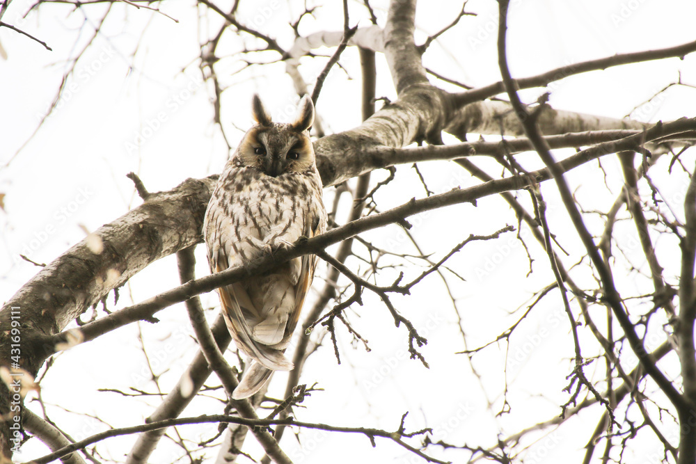 Spring owl sitting on a branch Spring owl sitting on a branch