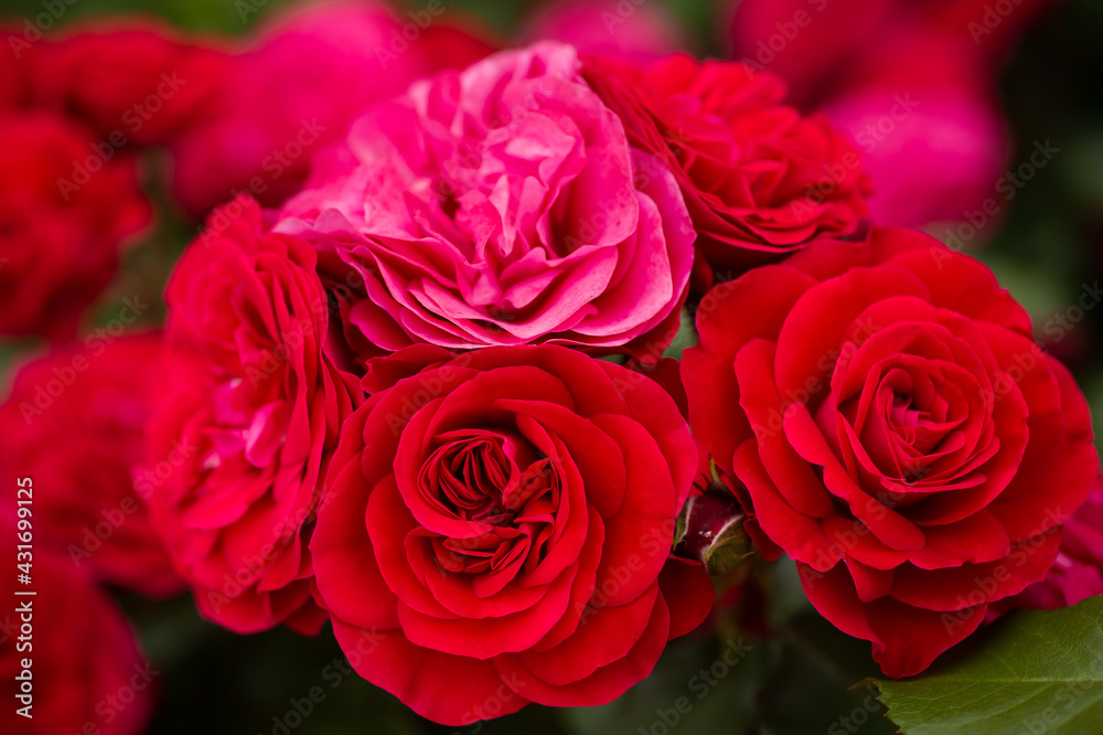 Naklejka premium 気高い薔薇
