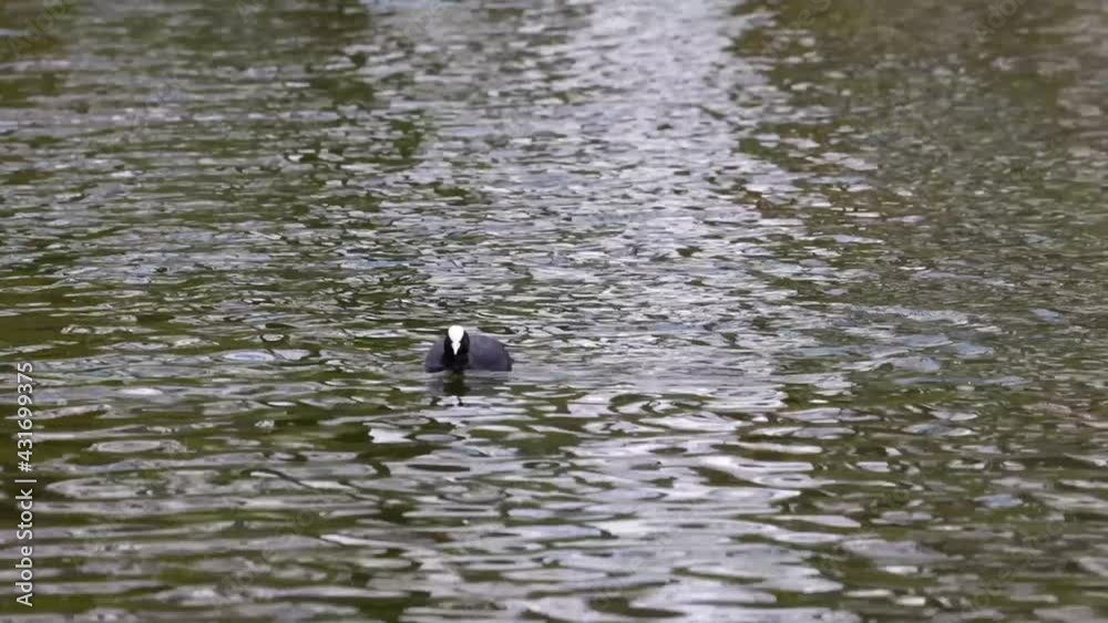 The Eurasian coot, Fulica atra, also known as the common coot, or Australian coot, is a member of the bird family, the Rallidae. It is found in Europe, Asia, Australia, New Zealand and parts of Africa The Eurasian coot, Fulica atra, also known as the common coot, or Australian coot, is a member of the bird family, the Rallidae. It is found in Europe, Asia, Australia, New Zealand and parts of Africa