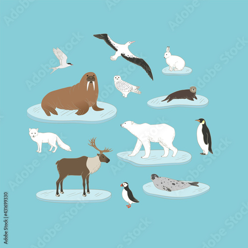 Polar animals vector set on blue background. Arctic animals on ice in circle illustration with polar bear, walrus, reindeer, harp seal, arctic fox and hare, emperor penguin and more