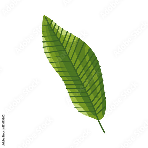 ecology leaf green