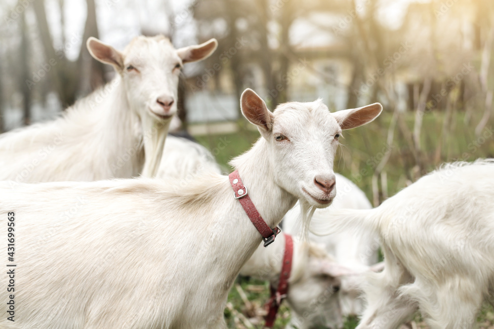 Portrait of a funny goat with red collar. Two goats looking to camera Portrait of a funny goat with red collar. Two goats looking to camera