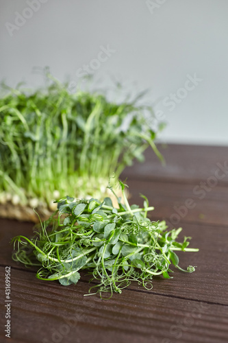 Pea microgreens, young green shoots on brown wooden table. Cutted micro greens with fresh leaves on grey