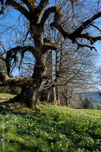 Very old tree in a field of yellow flowers (daffodils)