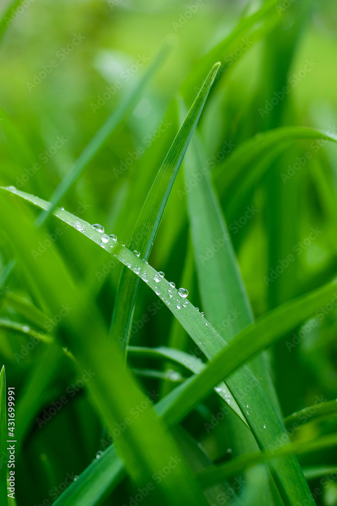 Dew drops on green grass. A close look. Dew drops on green grass. A close look.