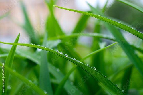 Dew drops on green grass. A close look.