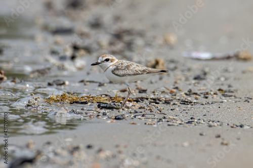Nature wildlife image of Malaysian plover is a small wader that nests on beaches and salt flats in Southeast Asia. © alenthien