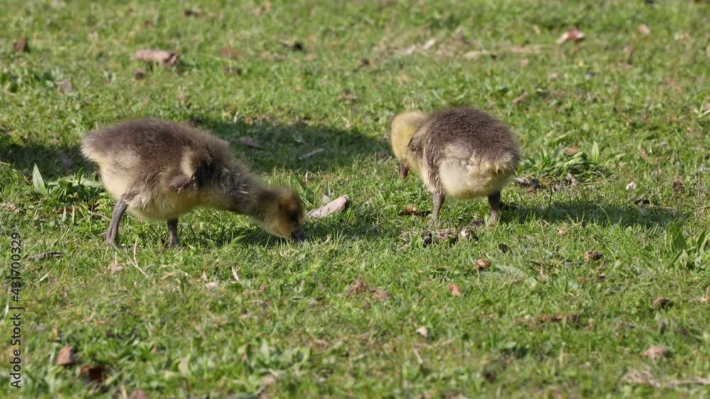 Close up of a beautiful yellow fluffy greylag goose baby gosling in spring, Anser anser is a species of large goose in the waterfowl family Anatidae Close up of a beautiful yellow fluffy greylag goose baby gosling in spring, Anser anser is a species of large goose in the waterfowl family Anatidae