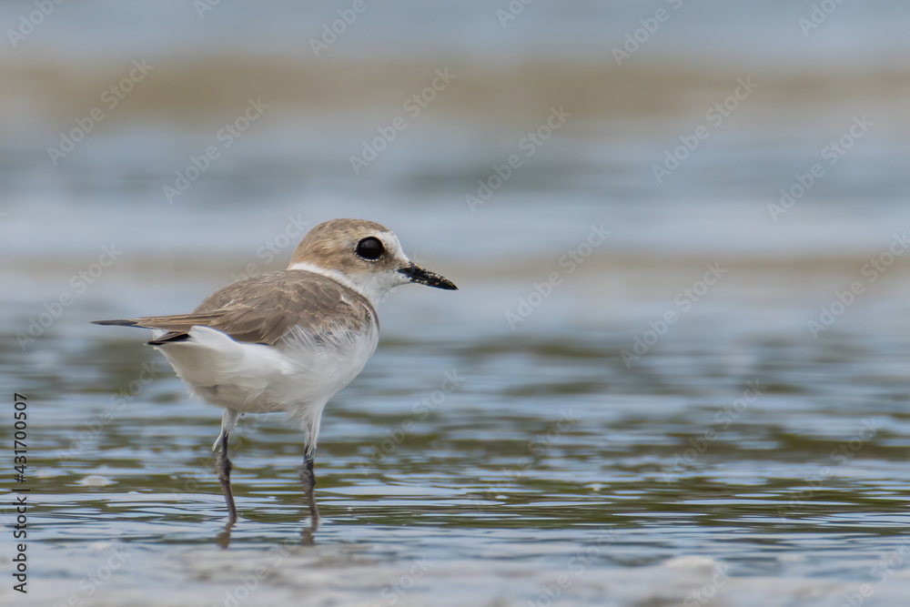 Nature wildlife image of Sand plover water bird on beach Nature wildlife image of Sand plover water bird on beach