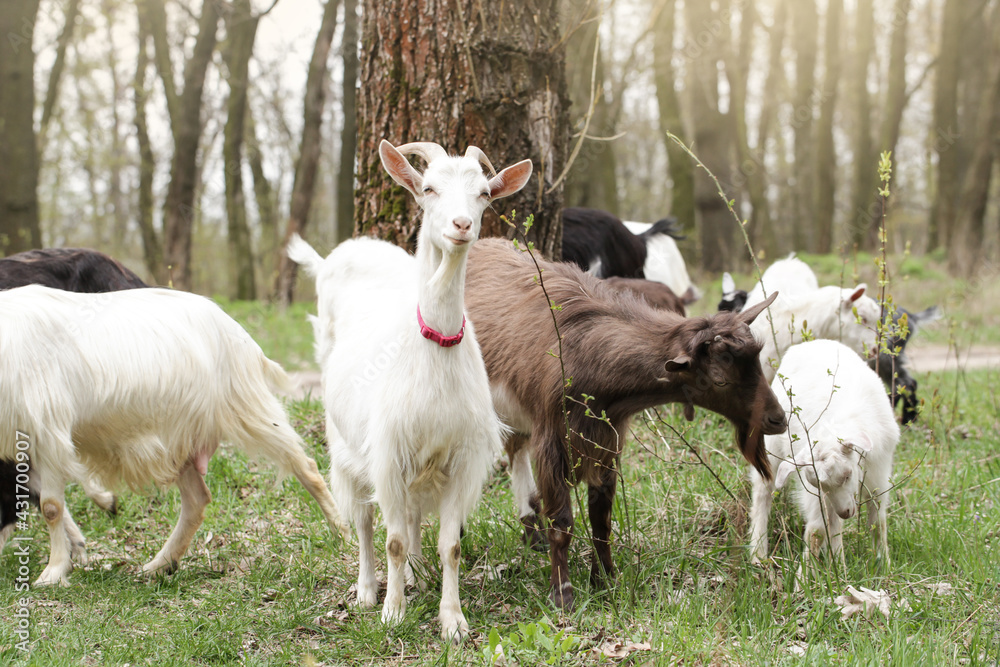 Fototapeta premium Goats eat tree branches. Herd of goats grazing in rural