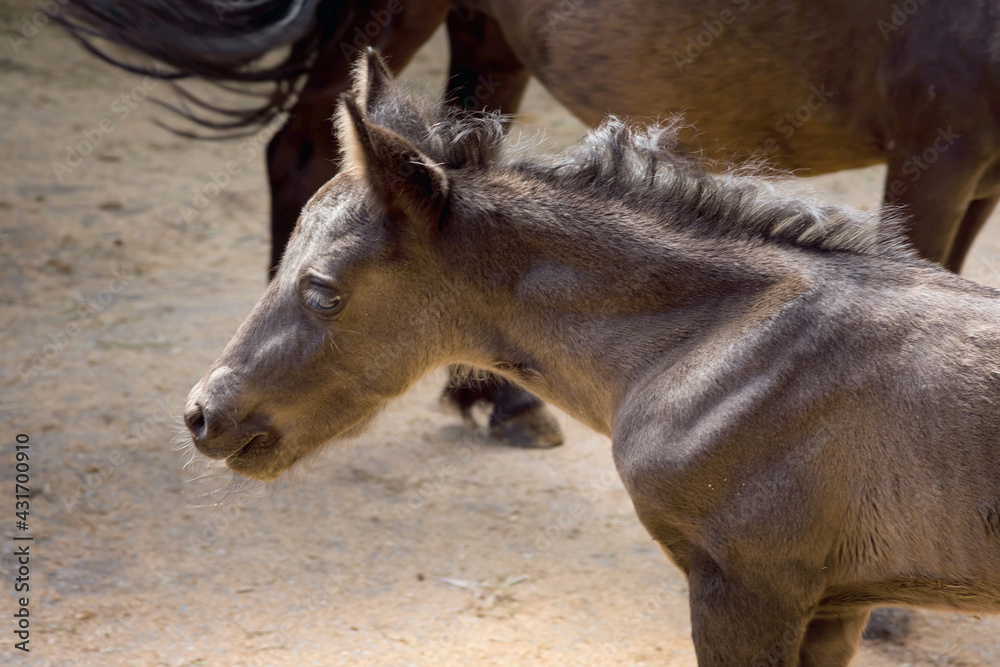very young foal close up