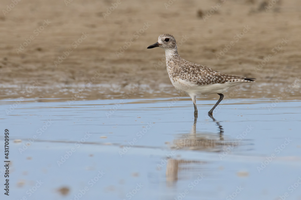 Nature wildlife image of Grey Plover water bird on beach Nature wildlife image of Grey Plover water bird on beach