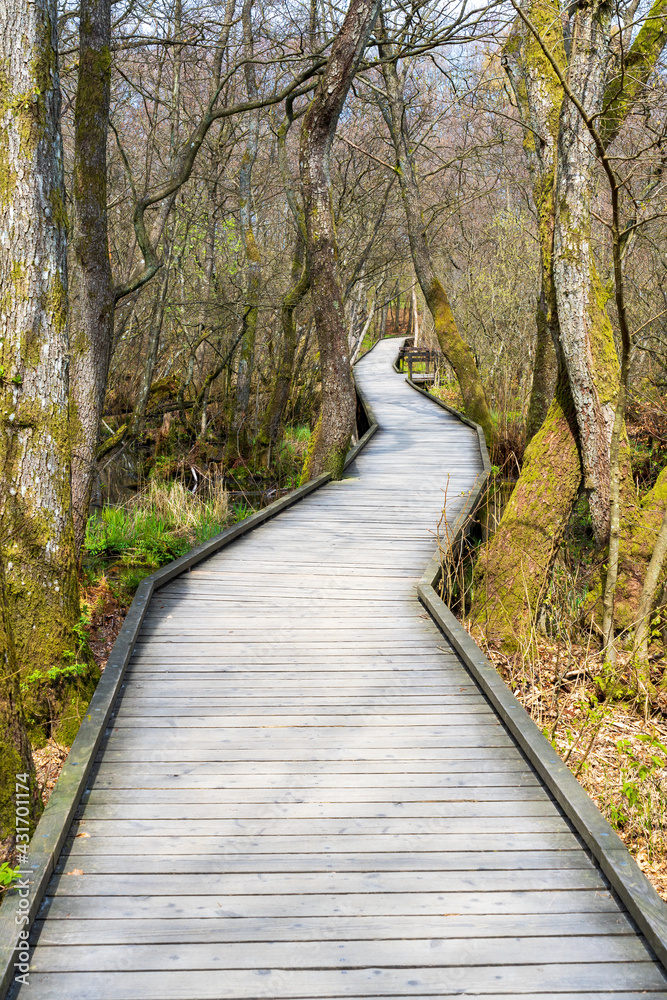 Wooden bridge in the forest Wooden bridge in the forest