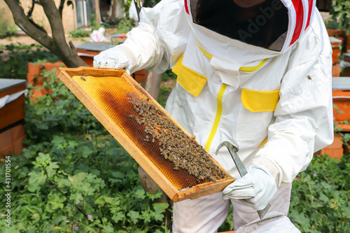 Beekeeper is working for collect honey.