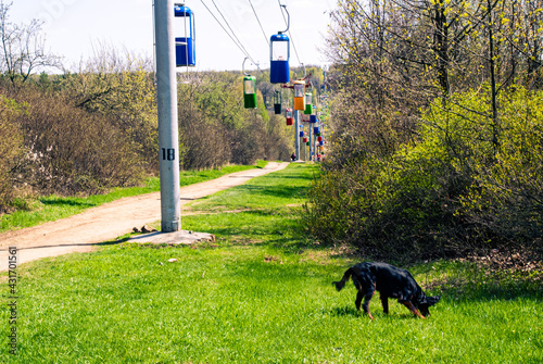 Dog and a cable car, city park