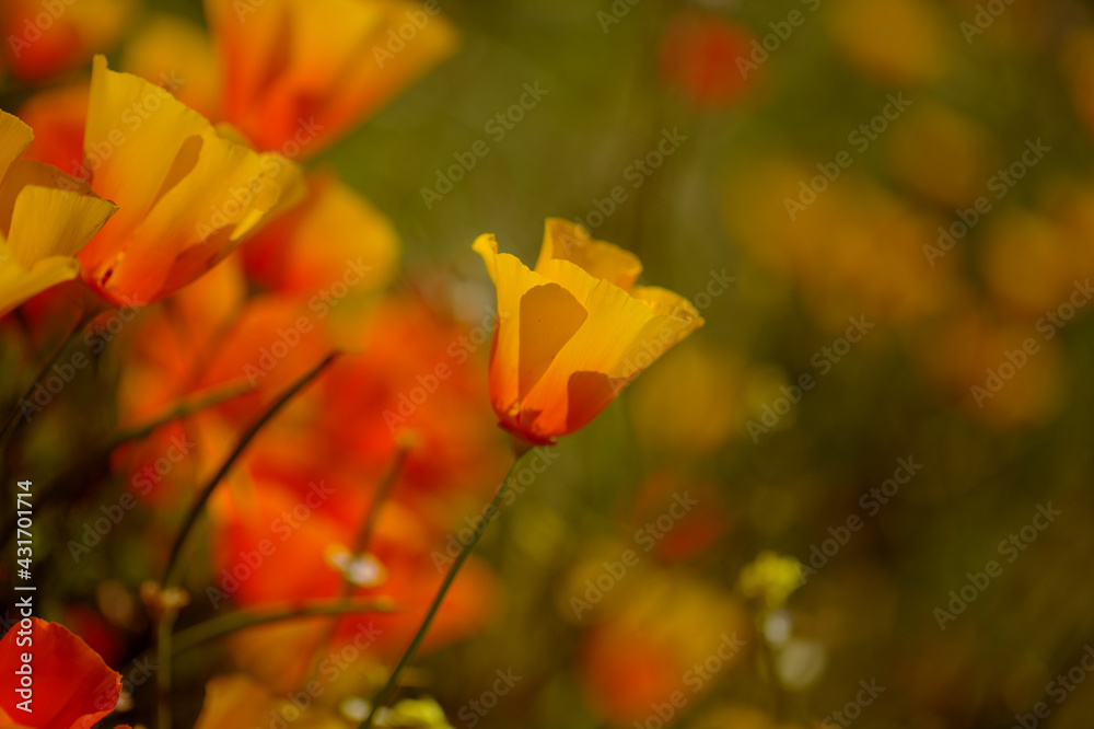 Flora of Gran Canaria - Eschscholzia californica, the California poppy, introduced and invasive species natural macro floral background
Flora of Gran Canaria - Eschscholzia californica, the California poppy, introduced and invasive species natural macro floral background