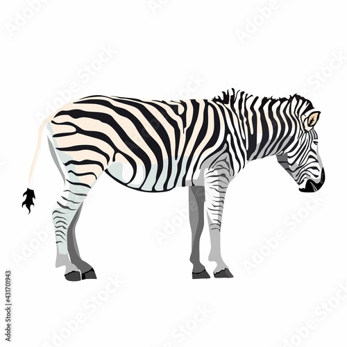 Zebra standing isolated on white background,graphical sketch illustration.
