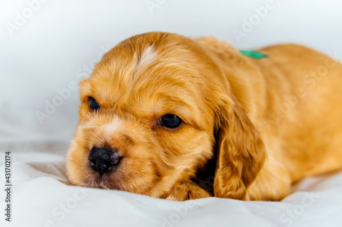 Closeup cocker spaniel puppy dog lies on a white cloth