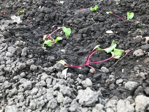 Kleingarten KGV garten anbau gemüse beet aussaat aufzucht anziehen photo