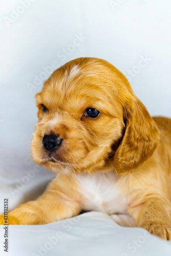 Closeup cocker spaniel puppy dog lies on a white cloth