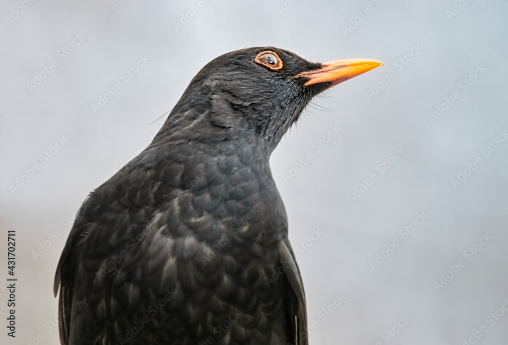 Obraz premium Amsel Porträt