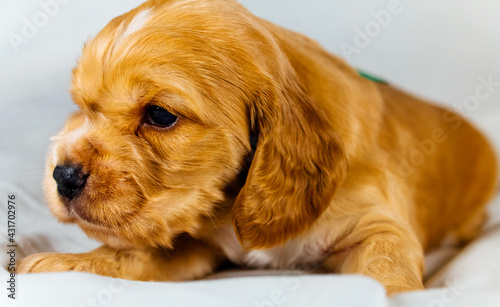 Closeup cocker spaniel puppy dog lies on a white cloth. Side view