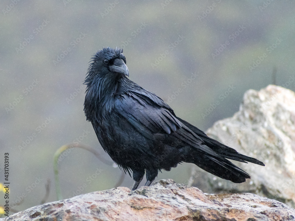 Fototapeta premium Selective focus shot of a fish crow bird perched on a rock