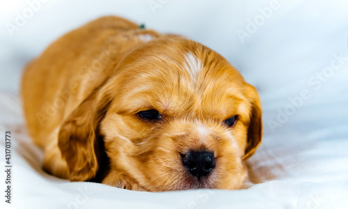 Closeup cocker spaniel puppy dog lies on a white cloth and look on you