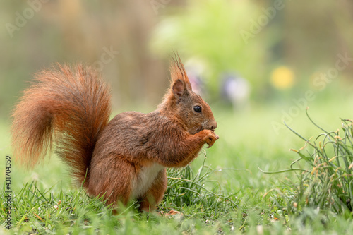 Eichhörnchen im Gras sitzend