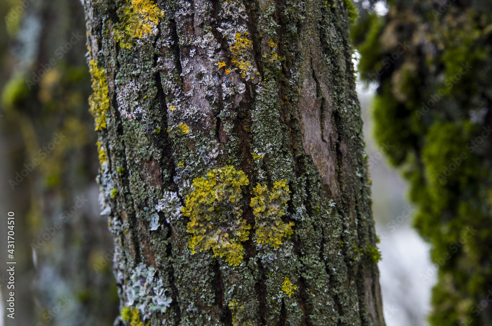 bark of a tree