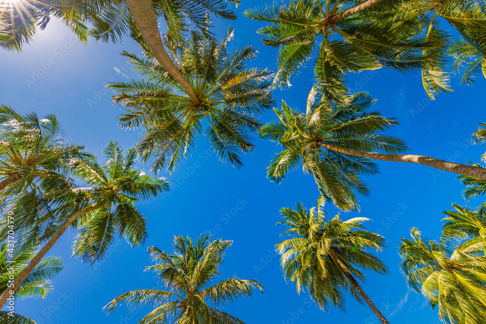 Beautiful nature pattern, tropical palm tree with sun light on blue sky background. Idyllic, relaxational natural view, leaves with sunny sky. Nature landscape from low point of view. Summer island