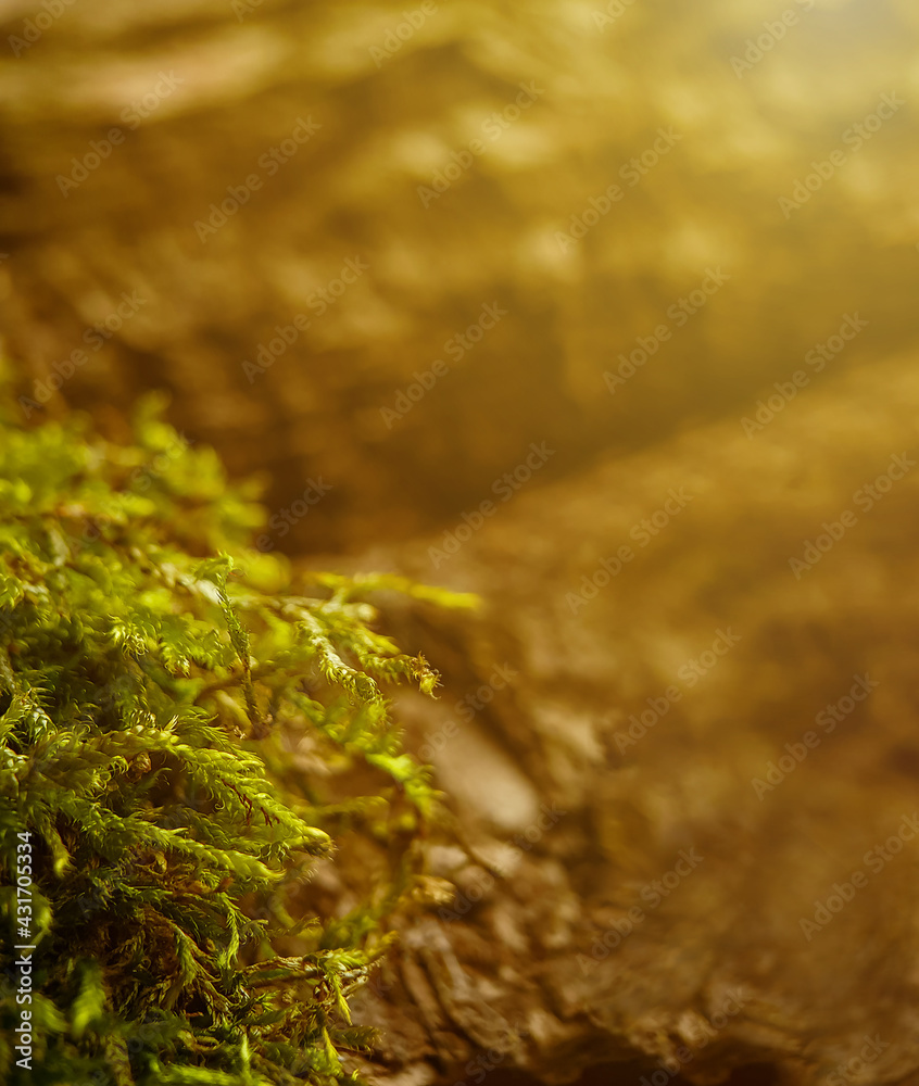 Natural background with hypnum moss in the foreground and tree bark in blur, warm sun with bokeh and copy space Natural background with hypnum moss in the foreground and tree bark in blur, warm sun with bokeh and copy space
