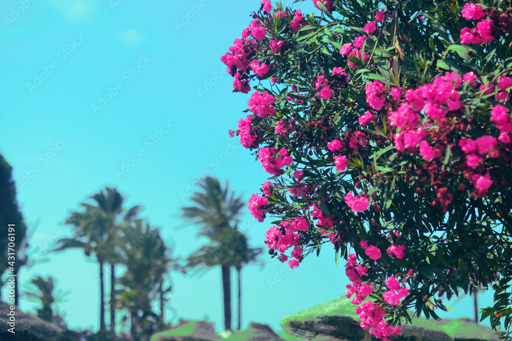 Summer photo of flowers against the background of palms and sky. Beautiful nature of the tropics