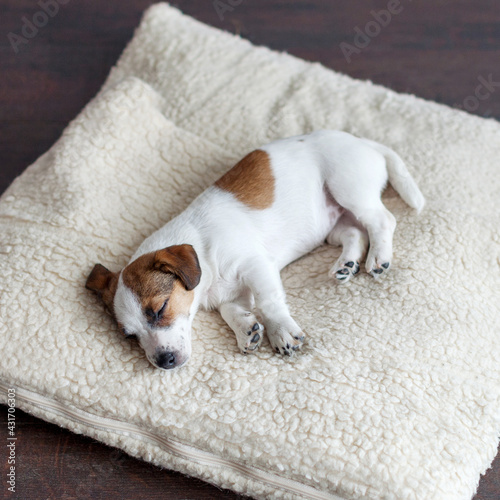 Fototapeta Naklejka Na Ścianę i Meble -  Sleeping puppy on dog bed
