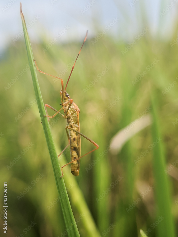 Close up of stink bugs in the rice fields Close up of stink bugs in the rice fields