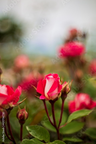 rose © pixelbird