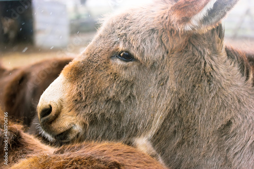 Wallpaper Mural A portrait of a brown domestic donkey. Cute donkey muzzle with cute nose, mustache and sad eyes close-up. Animal husbandry, livestock, pets on the farm at cold snowy day. Yellow cinematic filter. Torontodigital.ca