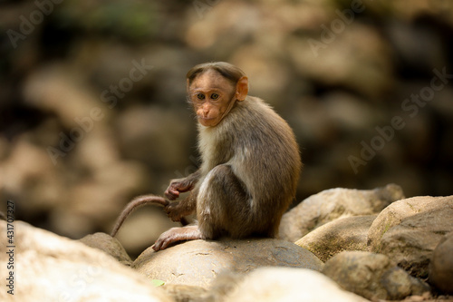 japanese macaque sitting on a rock © sujith