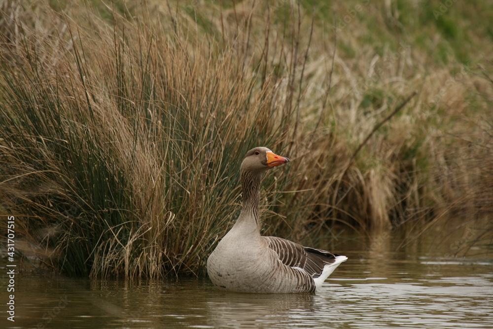 Oie cendrée - Parc du Marquenterre (Picardie / Somme) - 2007 03 25 Somme - 118
