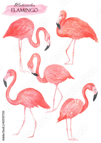Flamingo set © Olena