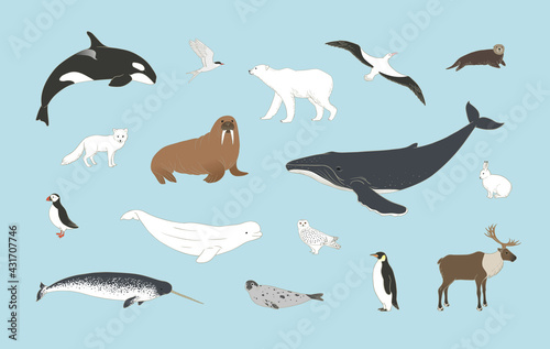 Polar animals set on blue background in vector. Arctic birds and mammals illustration with humpback whale, orca, polar bear, arctic hare, fox, puffin, deer, beluga, owl and more