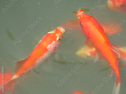 Koi in the pond