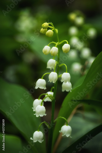 Lily of the Valley Spring Flowers