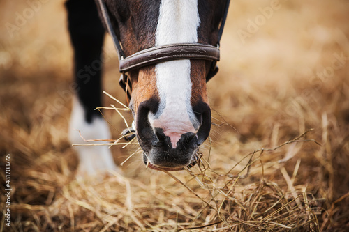 A bay horse with a white spot on its nose and a brown halter on its muzzle is eating hay. Feeding and caring for the horse on the farm. Livestock.